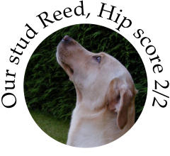 Our stud Reed, Hip score 2/2